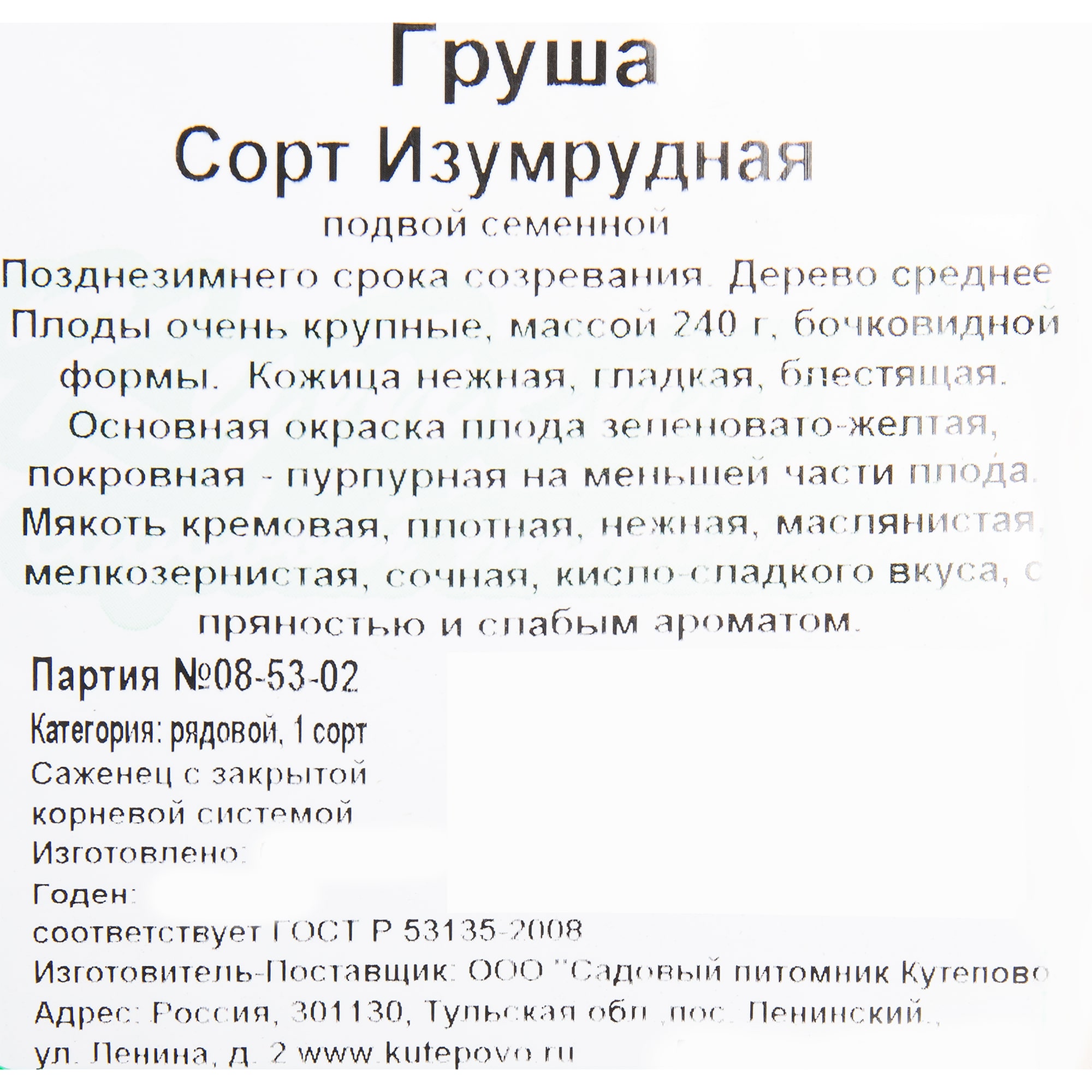 82596972 Груша «Изумрудная» C4 высота 140 см Santreyd  - Вид №1