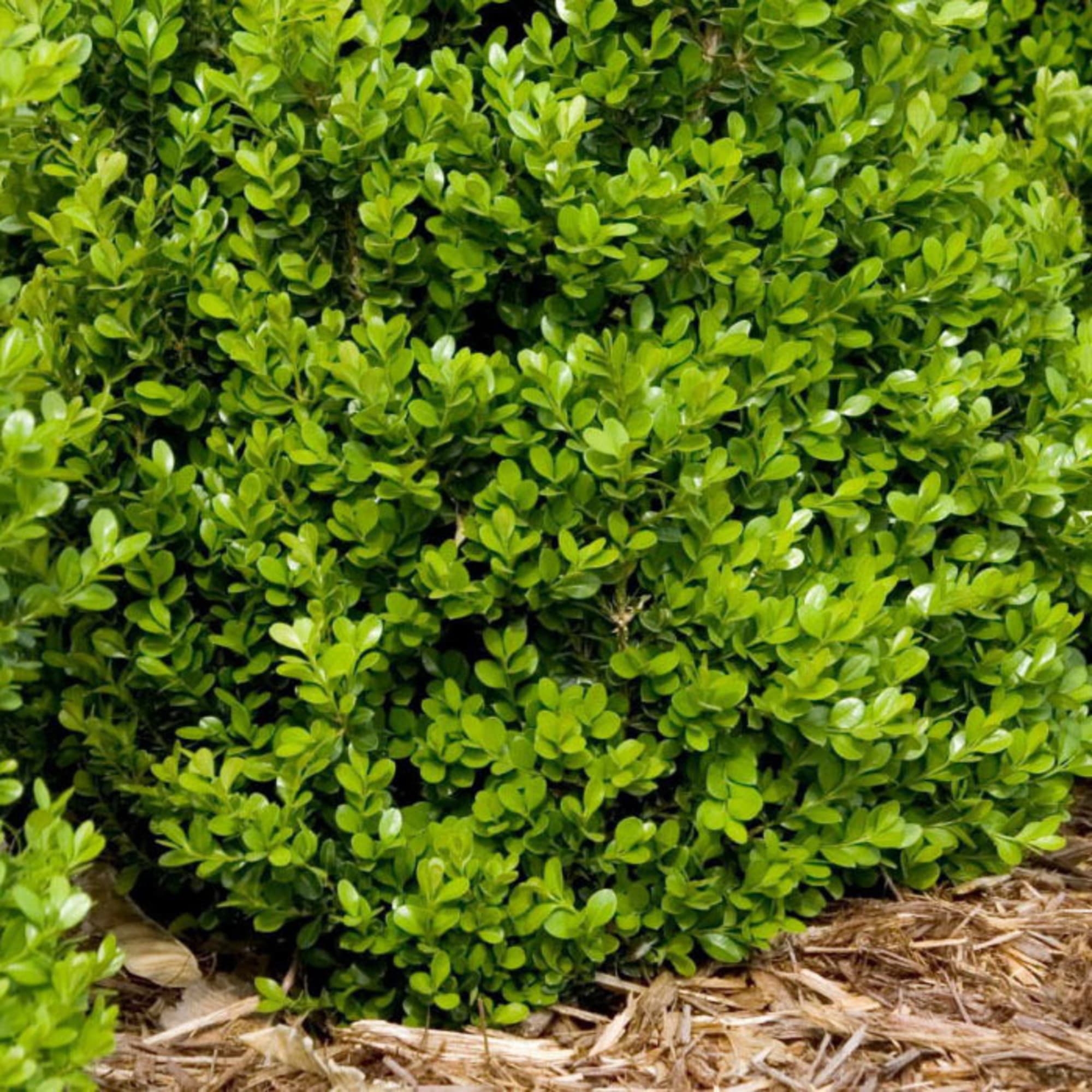 81954853 Самшит С2 h30 Santreyd  - Вид №2