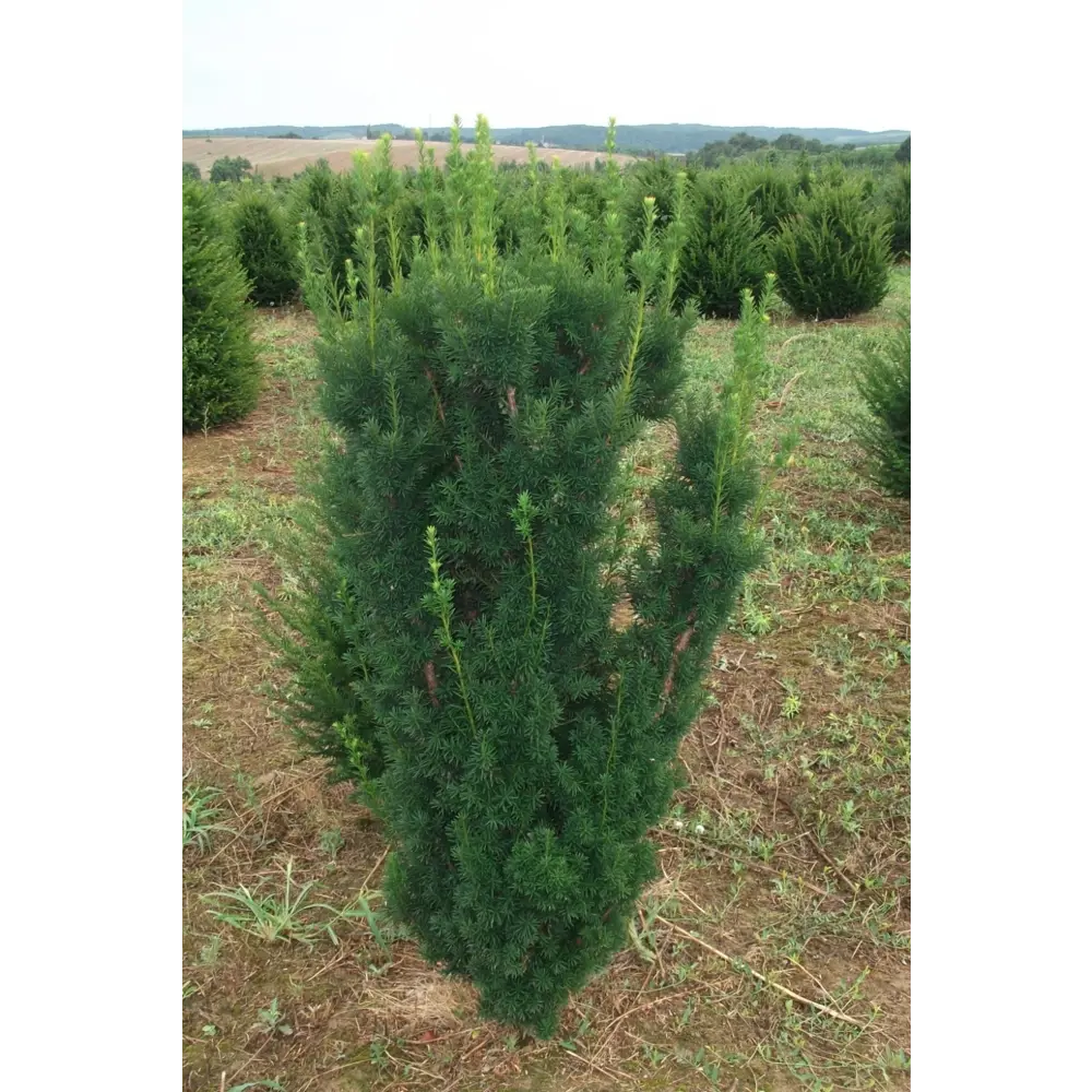Тис средний Хиксии ø11 h20 - 25 см 87691159 STLM-2175335 PLANTMARKET 