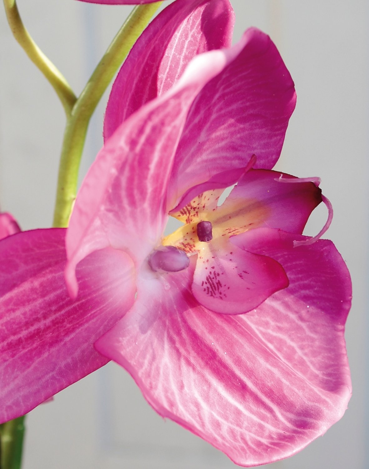 2407 420 a3 Искусственная орхидея Phalaenopsis, 114 см, real touch, вишня H-andreas  - Вид №3