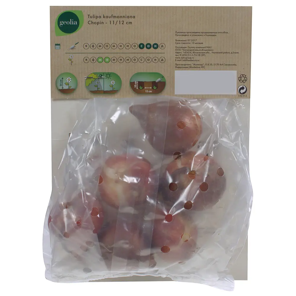 Тюльпан Chopin GEOLIA (6 шт/36) STLM-2012376 - Вид №2