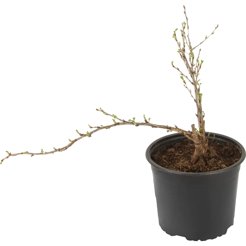 Santreyd Крыжовник микс - плодовый куст для сада 85325519 STLM-0061612