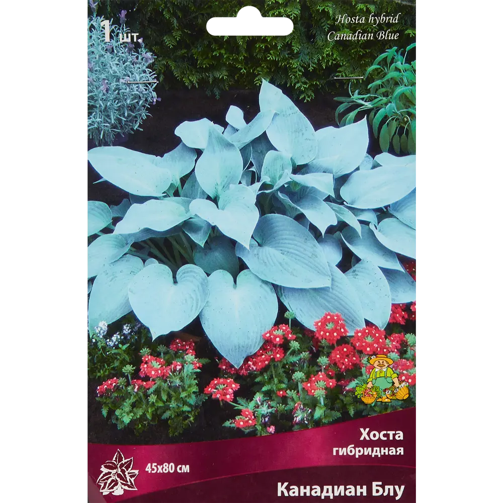 Хоста гибридная «Канадиан Блу», размер луковицы I 82319595 STLM-2198086 Santreyd 