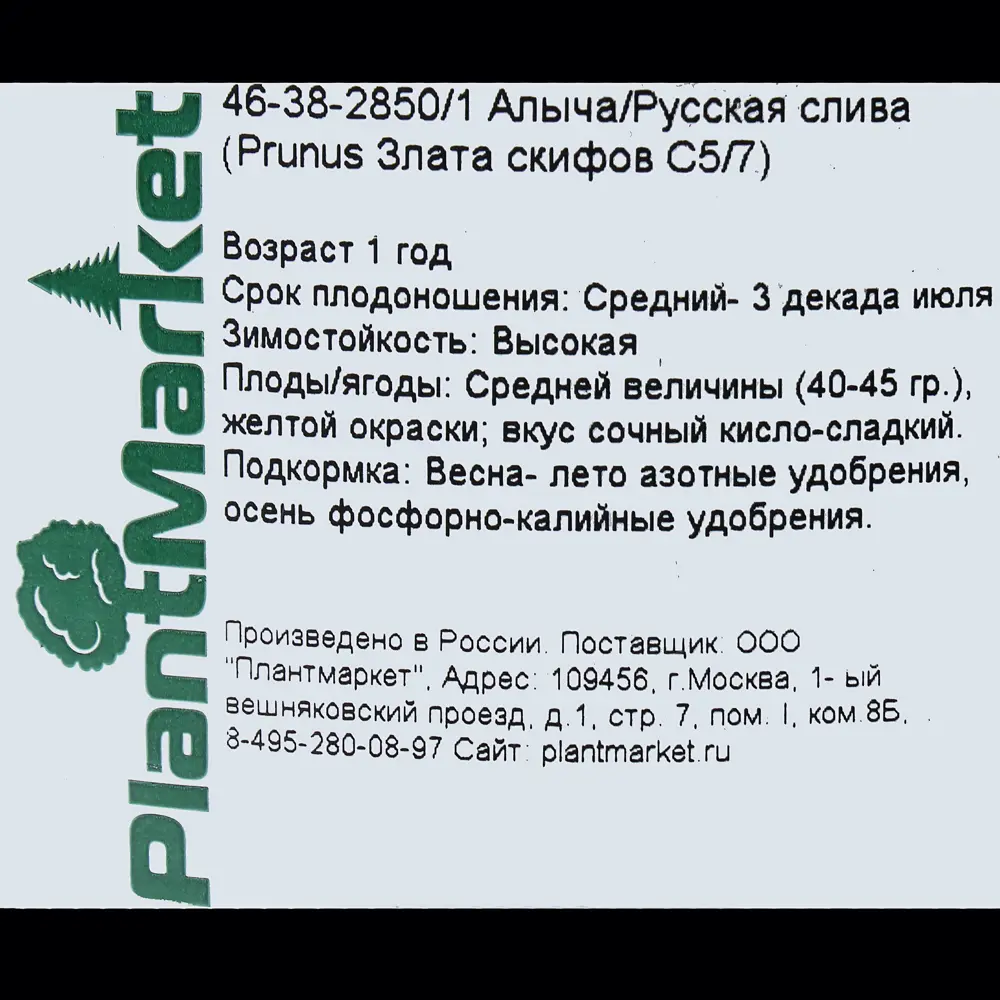Алыча/Слива русская «Злато скифов» С5-С7 81969349 STLM-2153670 PLANTMARKET  - Вид №1