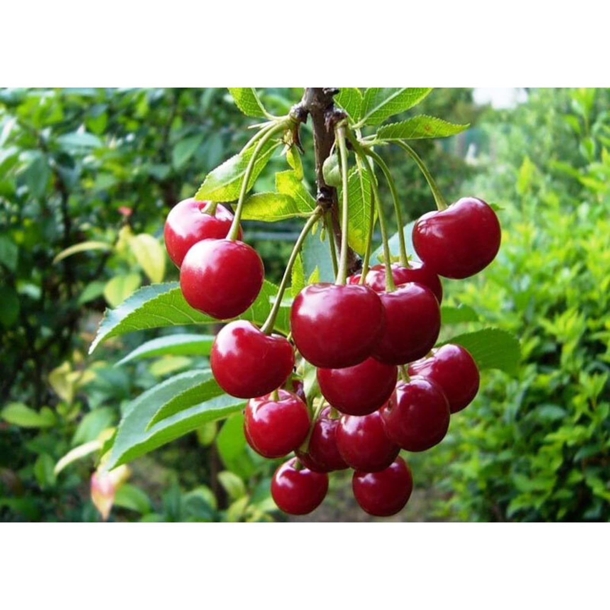 82596941 Вишня «Молодежная» C4 высота 140 см Santreyd  - Вид №2