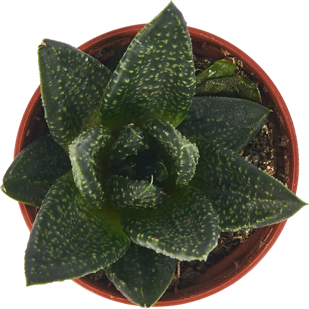 Гастерия Минор от Santreyd — суккулент с пёстрыми листьями 85324967 STLM-0061531 - Вид №2