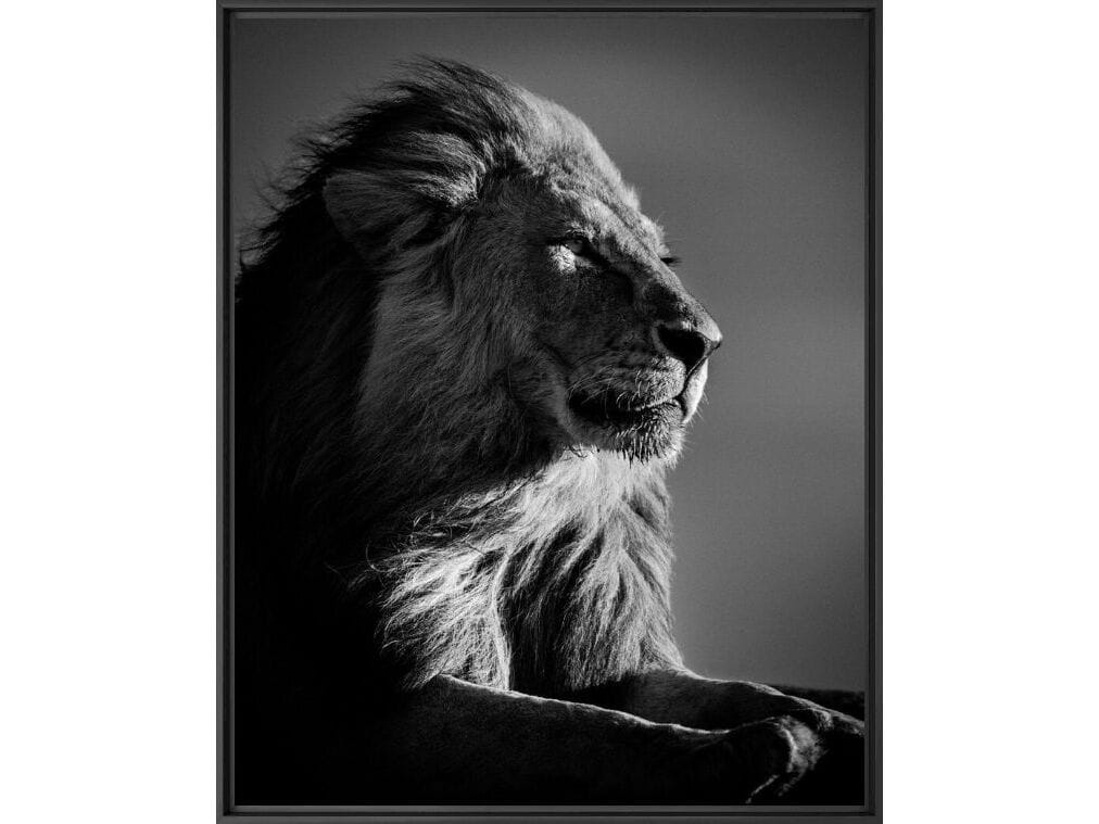 Печать фотографий на бумаге YellowKorner животное ARCH-00041764 - Вид №1