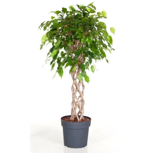 Фикус Бенджамина Экзотика 21x120 см 12501558 STLM-2183275