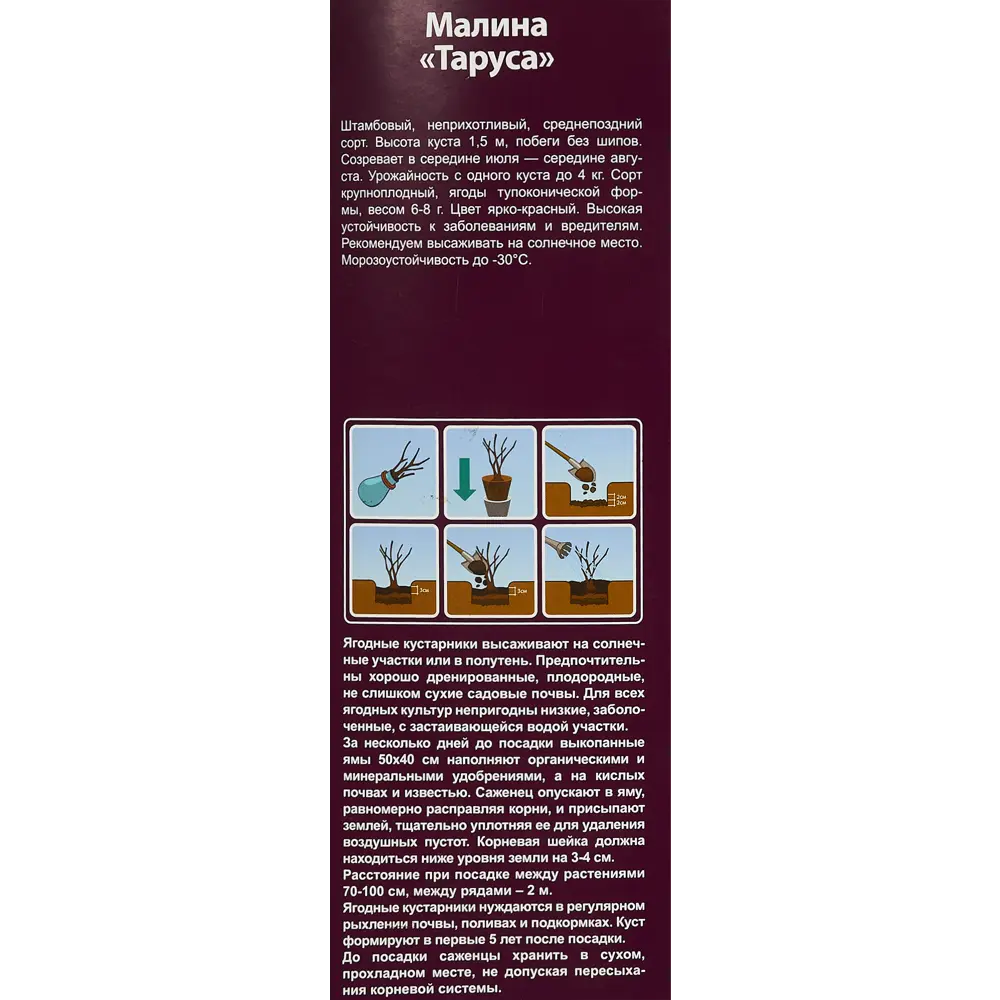 Малина Таруса туба h30 см 86735571 STLM-2017452 Santreyd  - Вид №2