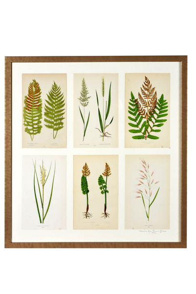 PIRS0049 Папоротники и травы в рамке ijlbrown 