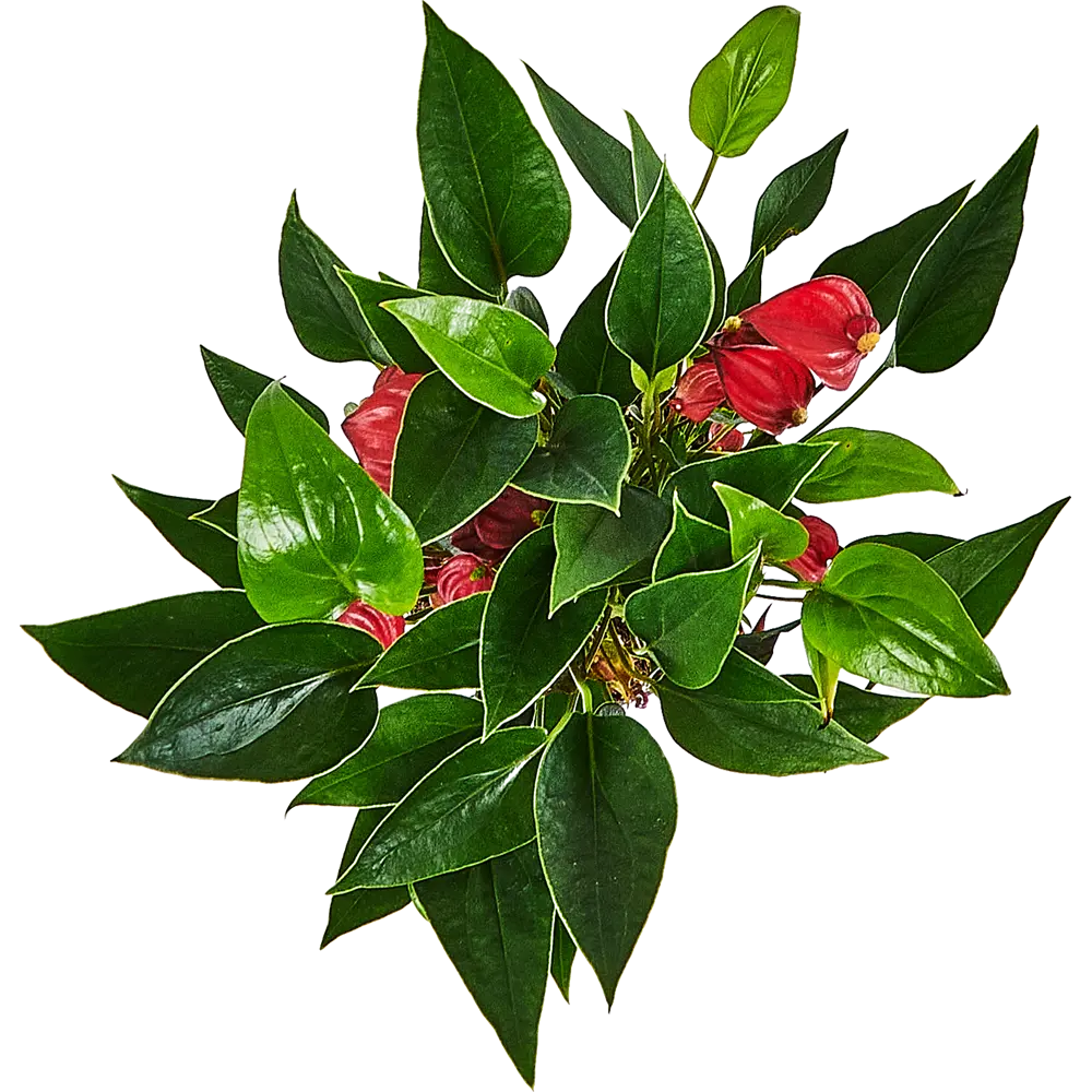 Santreyd Антуриум Миллион — вечнозеленое тропическое чудо 89356059 STLM-0964474 - Вид №1