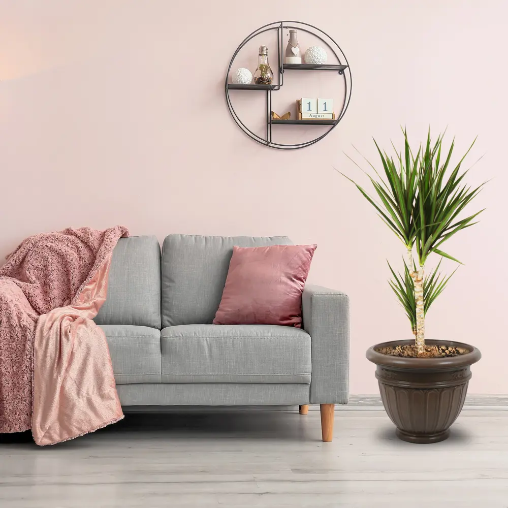 Santreyd Драцена Маргината Тоэф - изящное комнатное дерево 15745347 STLM-0006288 - Вид №2