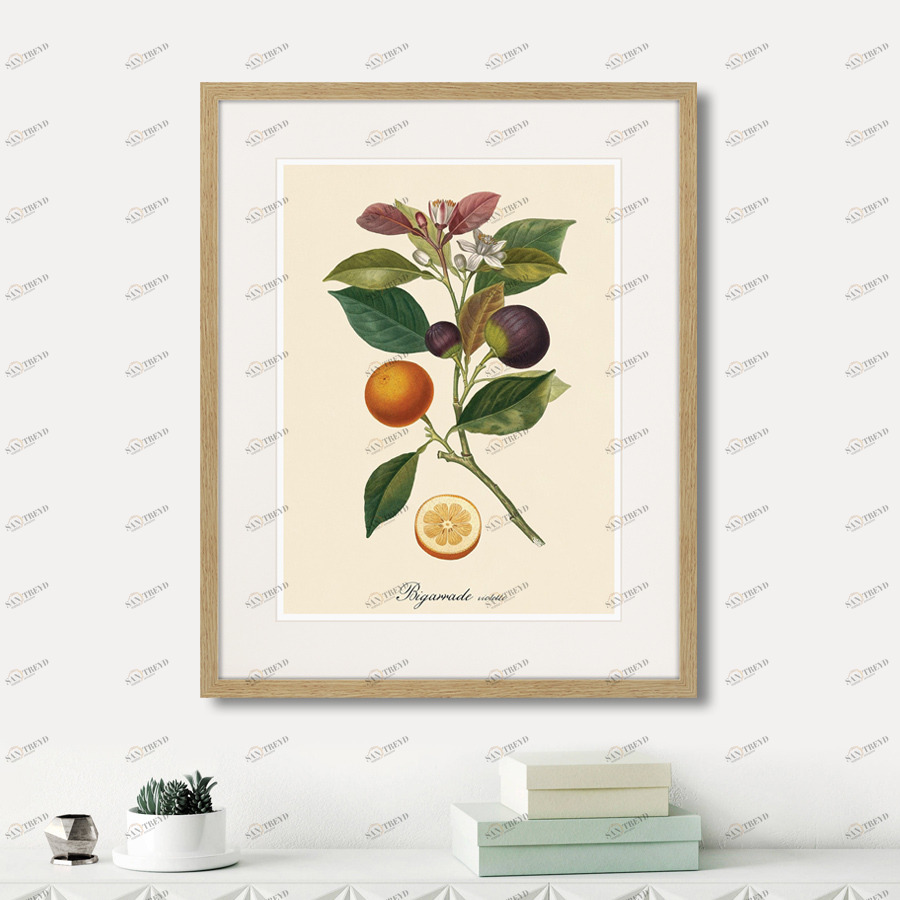 Литография на тонированной бумаге 52х42 см Juicy fruit lithography №11, 1870г. КАРТИНЫ В КВАРТИРУ  264437 Белый;коричневый;разноцветный 