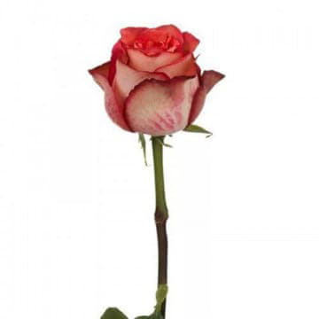 Роза Игуазу 40 см Santreyd 25698