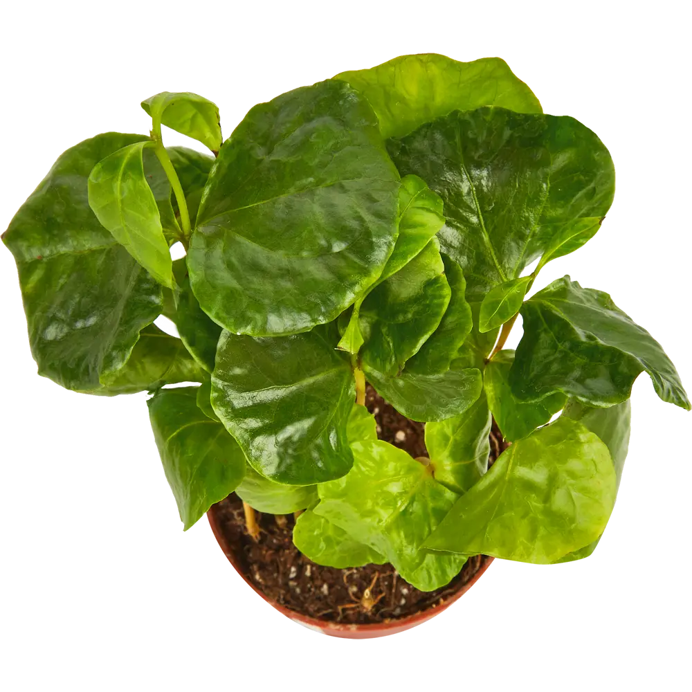 Santreyd Кофе Арабика — декоративное кофейное дерево для интерьера 85324959 STLM-0061524 - Вид №2