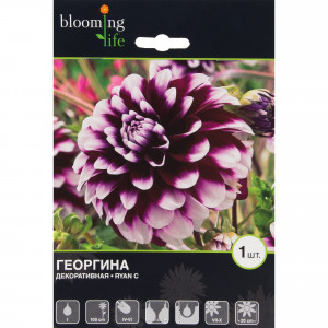 81945855 Георгина декоративная «Риан С»