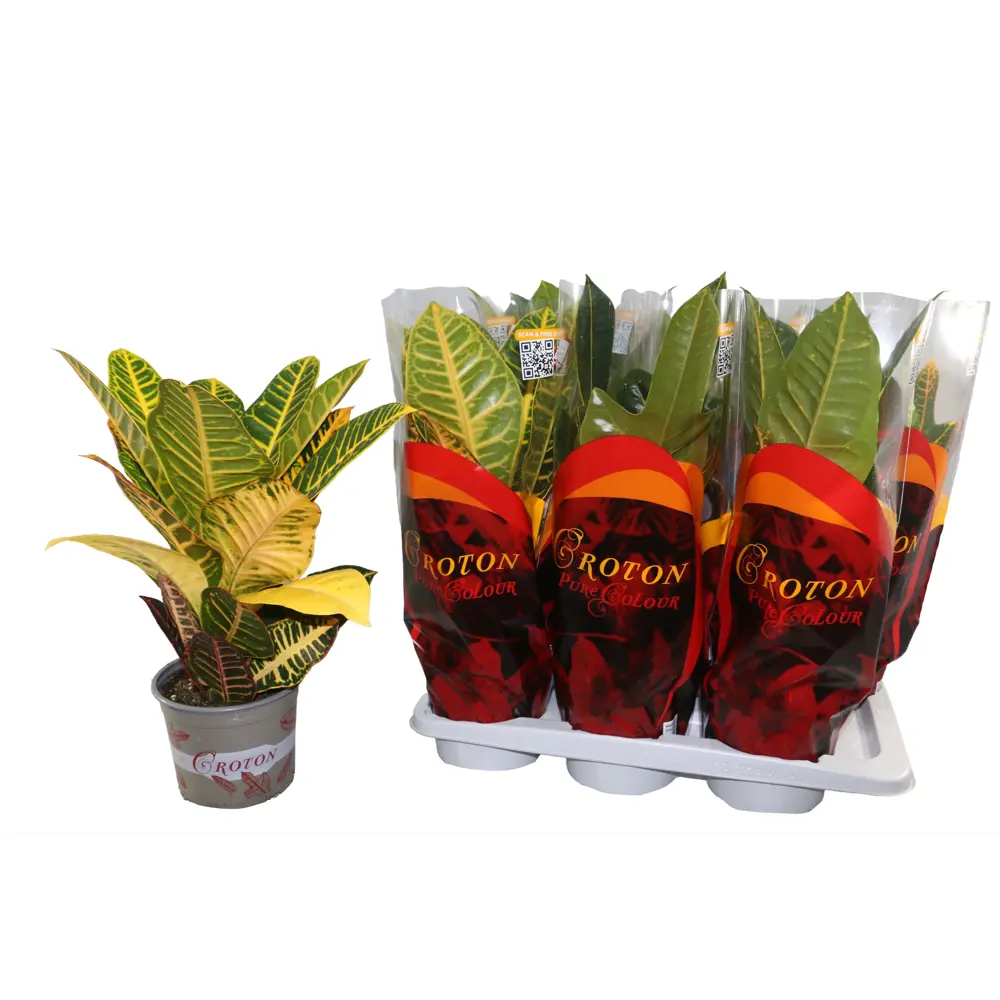 Кротон Микс - Декоративное комнатное растение ø17 h55 см 89434500 Santreyd STLM-1582296