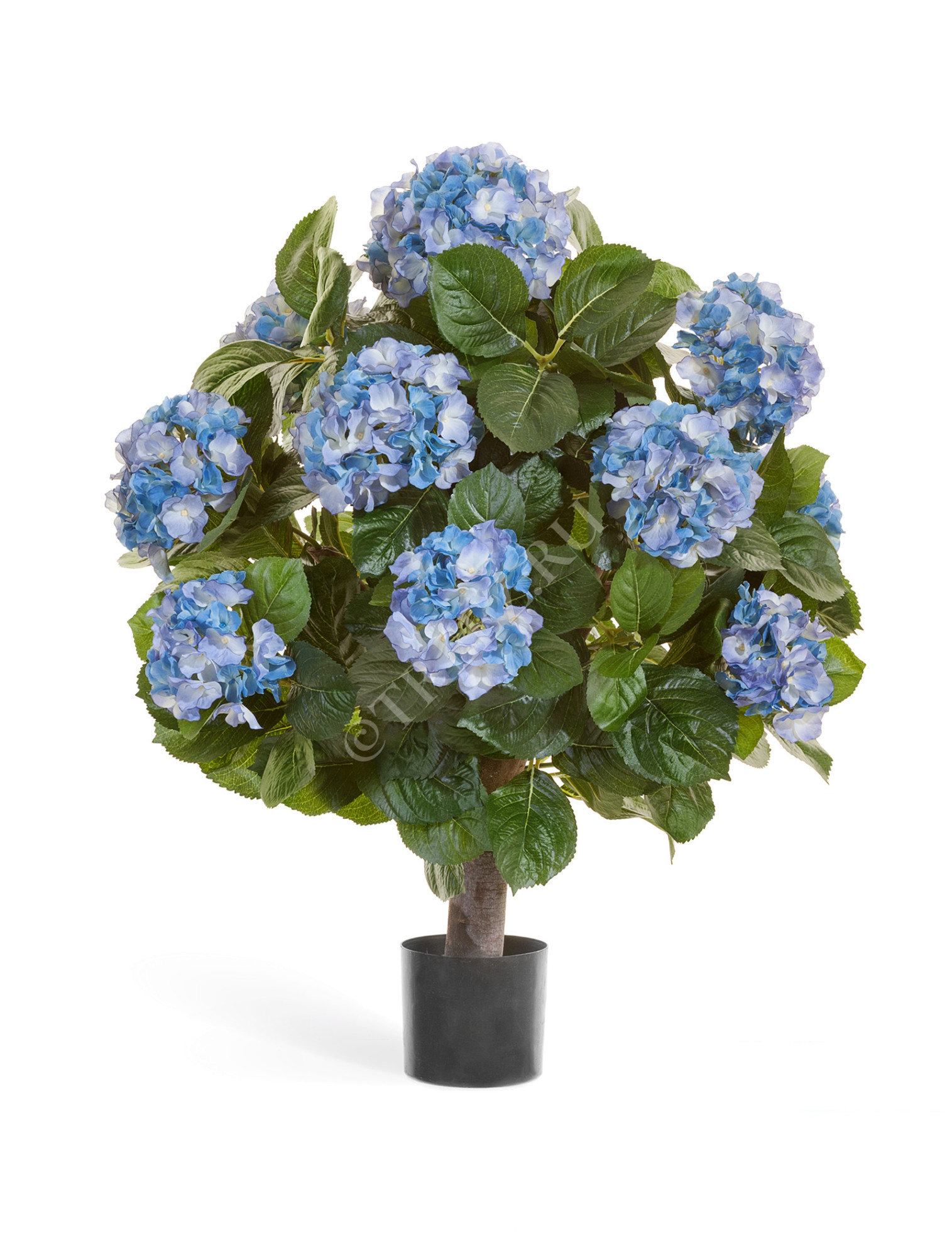 20.6253BL Гортензия куст Макси тёмно-голубой в горшке Цветочная коллекция 