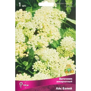 Ваточник инкарнатный Айс Бэлей