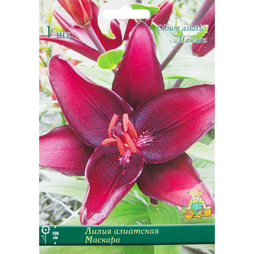Лилия азиатская «Маскара», размер луковицы 14/16 82319573 STLM-2172386 Santreyd 