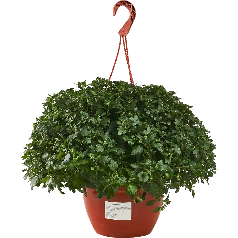 Santreyd Хризантема микс - многолетнее комнатное растение для дома 82720460 STLM-0034778 - Вид №1