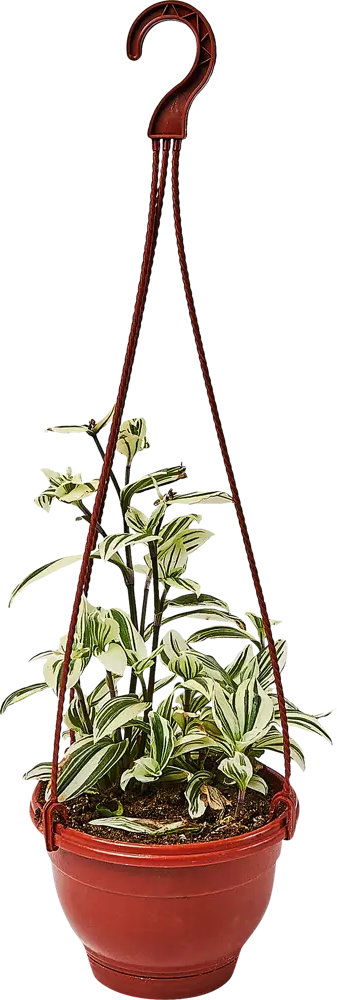 Santreyd Традесканция белоцветковая в подвесном кашпо 89338382