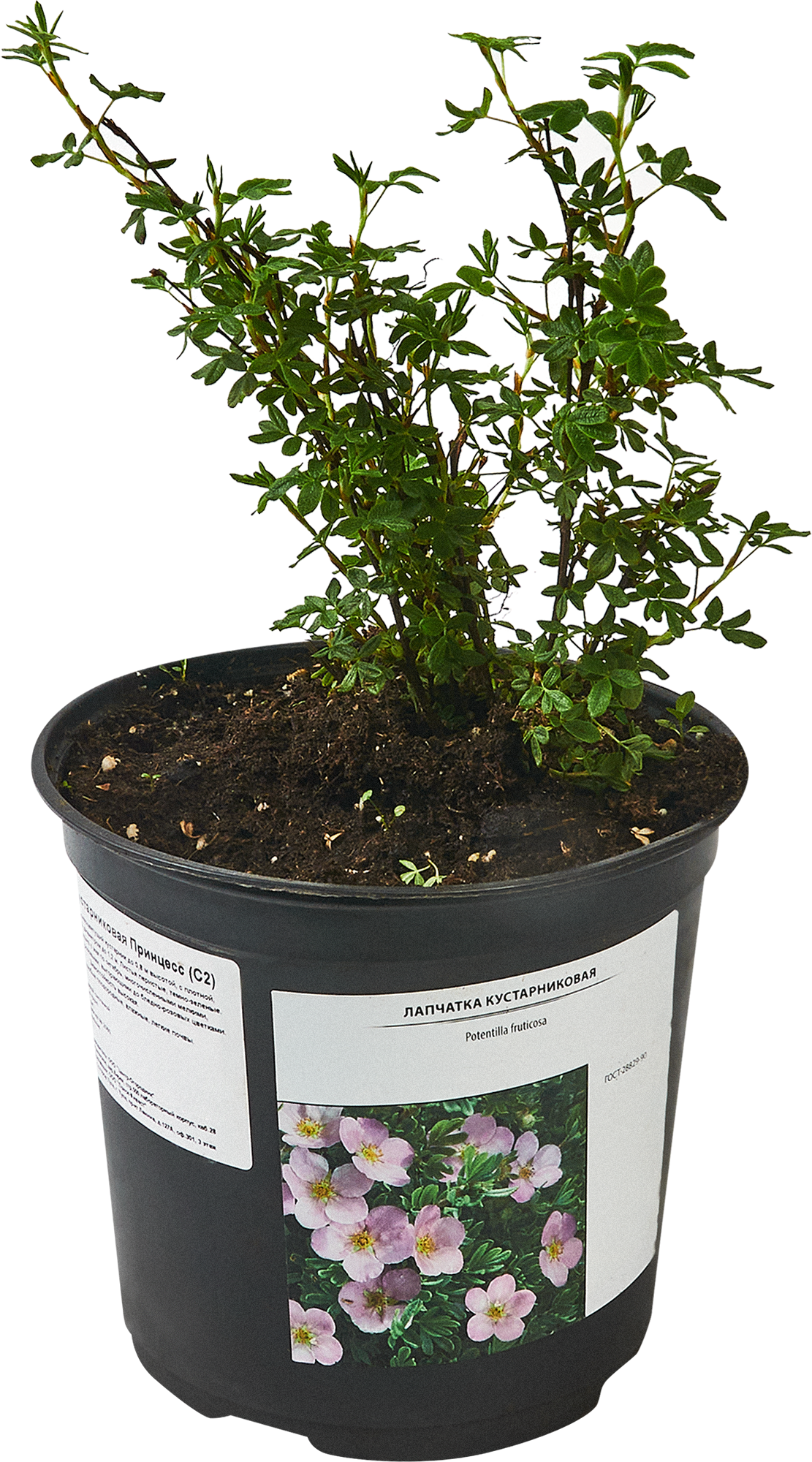 Лапчатка кустарниковая Santreyd - цветущий многолетник для сада 87811837 STLM-0075758 - Вид №1