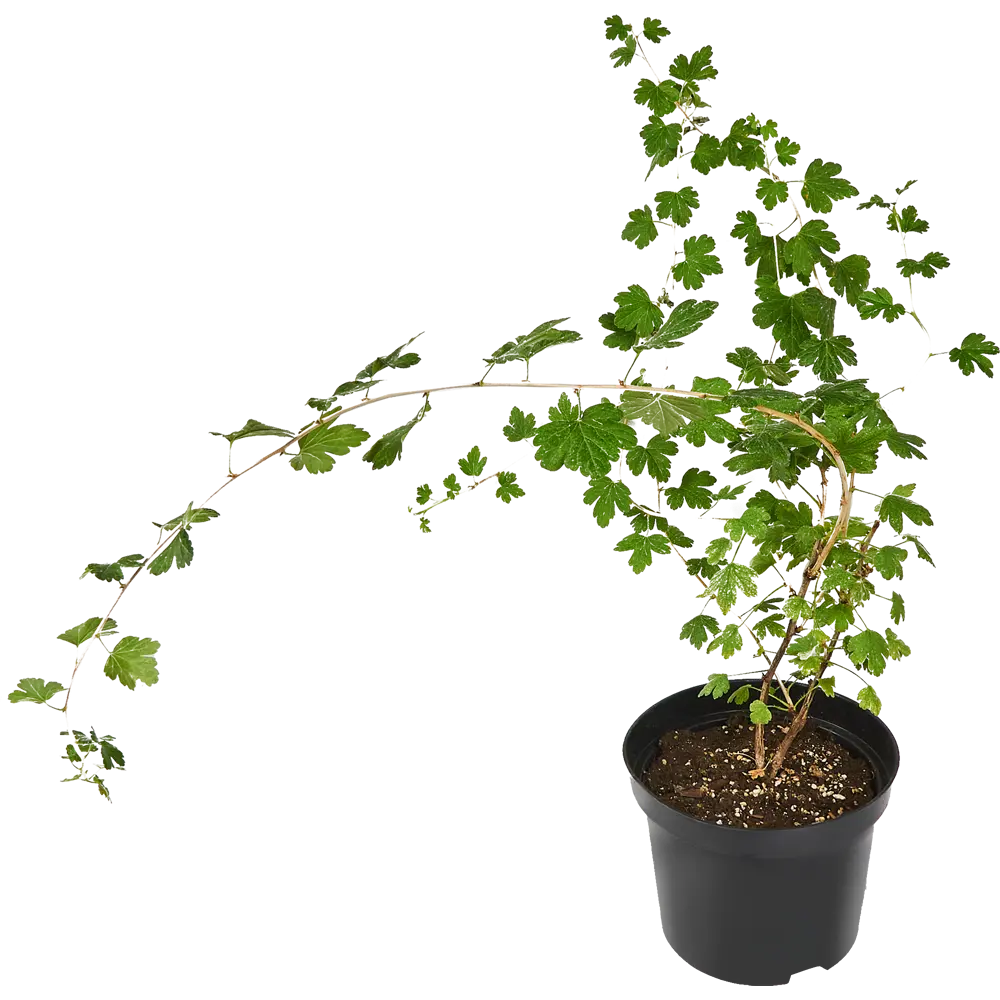 Крыжовник обыкновенный Садко ø15 h45 см 84659532 STLM-2006756 PLANTMARKET  - Вид №1