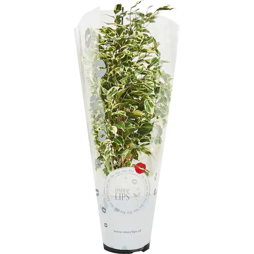 Плант микс More Lips 17x55 см 82771291 STLM-2025486 MORELIPS  - Вид №3