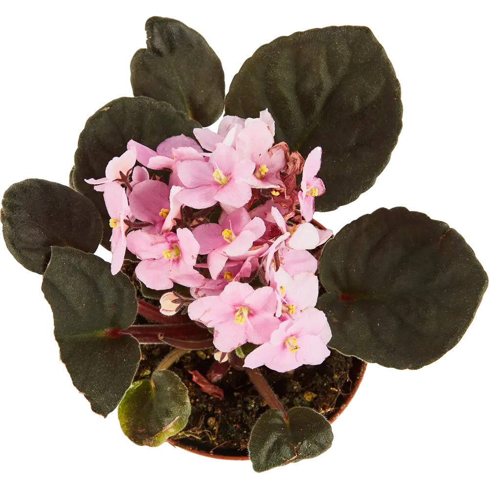 Santreyd Фиалка Иннова Спектра — комнатное растение с бархатными листьями 86750214 STLM-0071265 - Вид №2