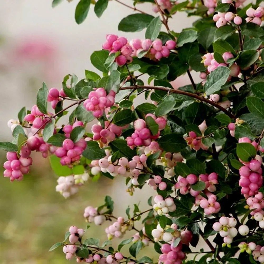 Снежноягодник доренбоза Мэджик Берри ø9 h20 см PLANTMARKET STLM-2052749