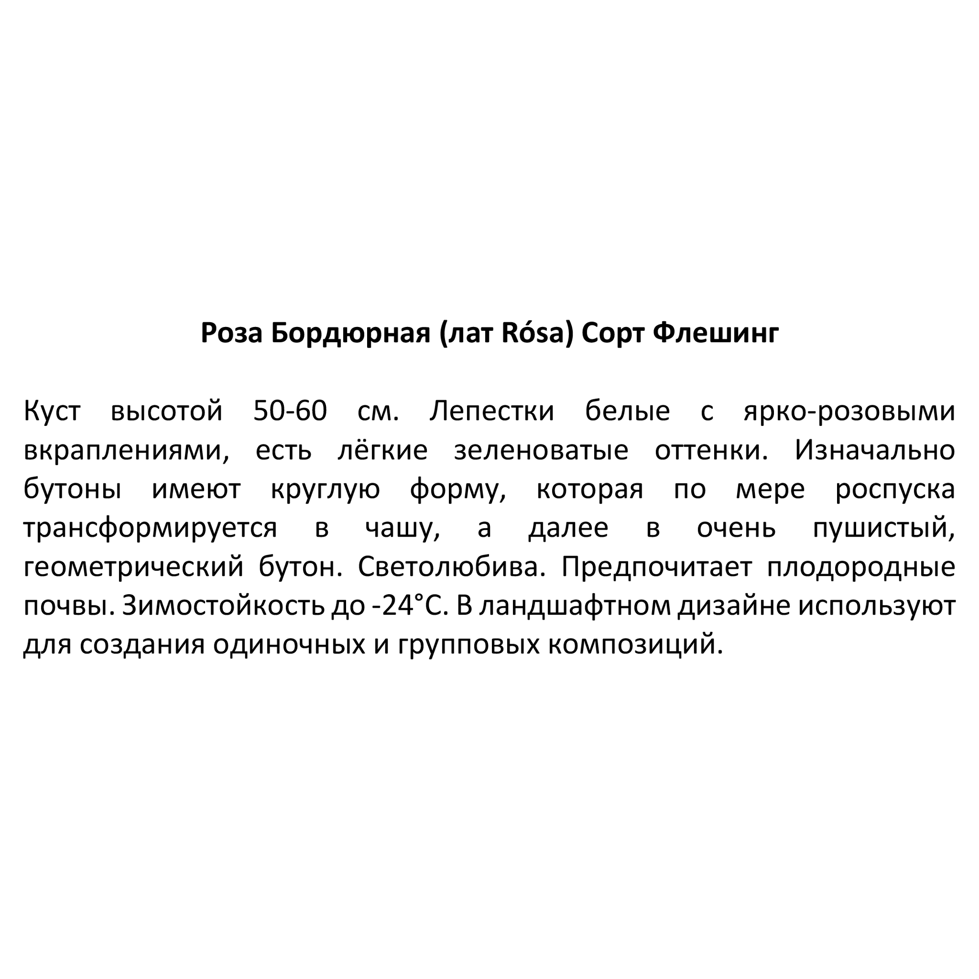 Бордюрная роза Santreyd с бело-розовыми цветами 85589152 STLM-0064359 - Вид №3