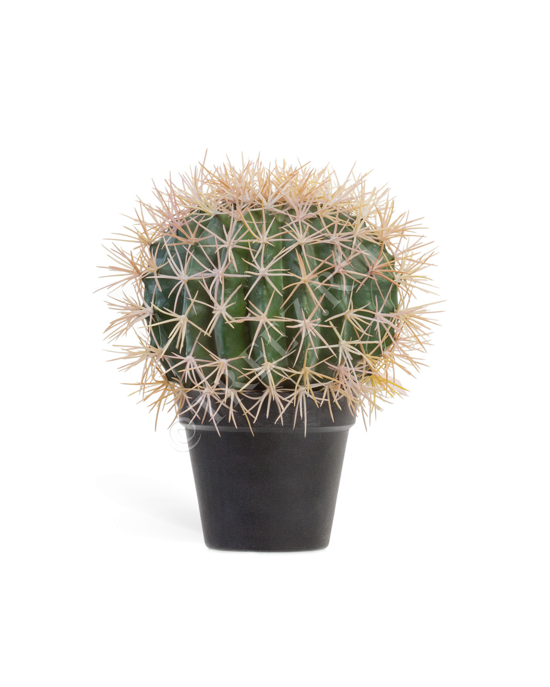 10.091830N Кактус Баррель Цветочная коллекция  - Вид №3