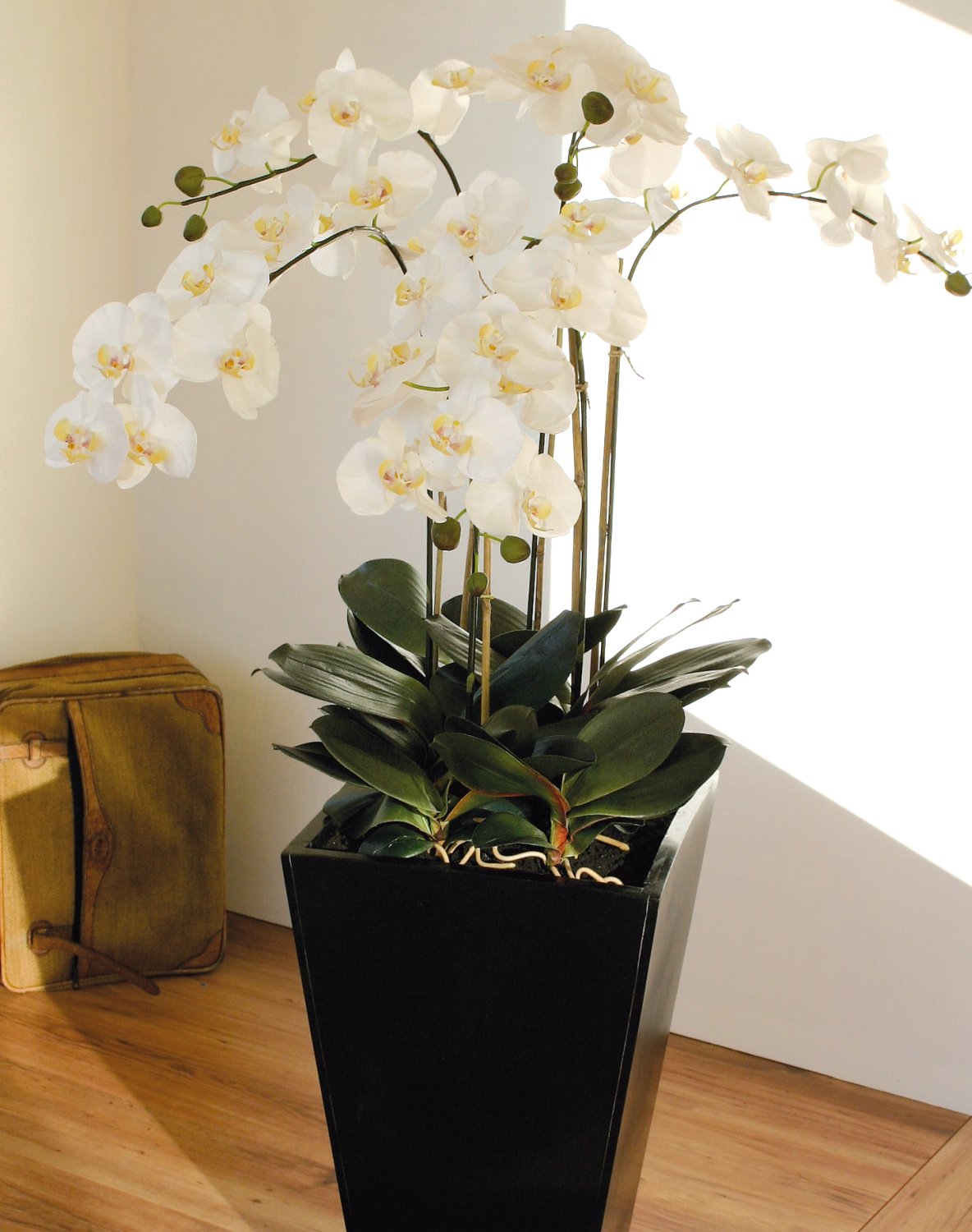 2840 778 a3 Пластиковая орхидея Phalaenopsis, 6-кратная, горшечная, 155 см, real touch, бежево-белая H-andreas  - Вид №10