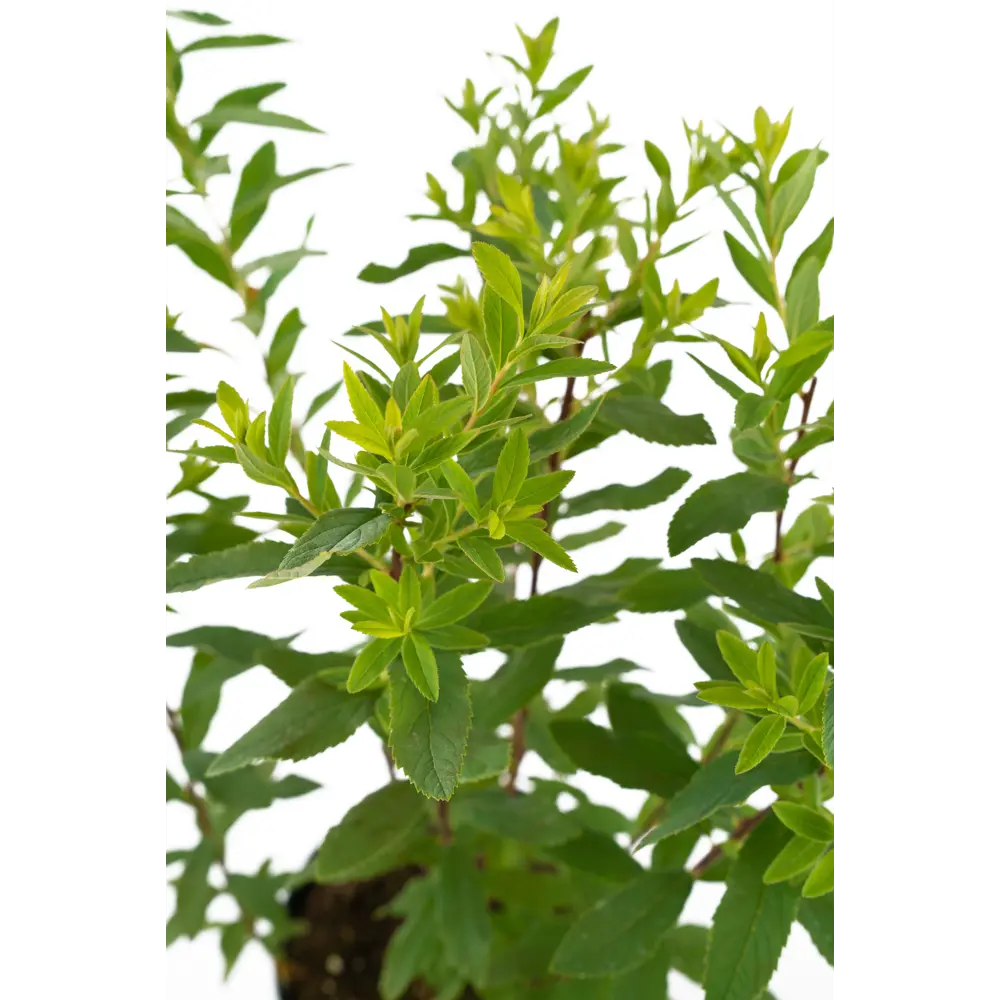 Спирея иволистная Rubra от Santreyd - розовое цветение для вашего сада 85292558 STLM-0955192 - Вид №3