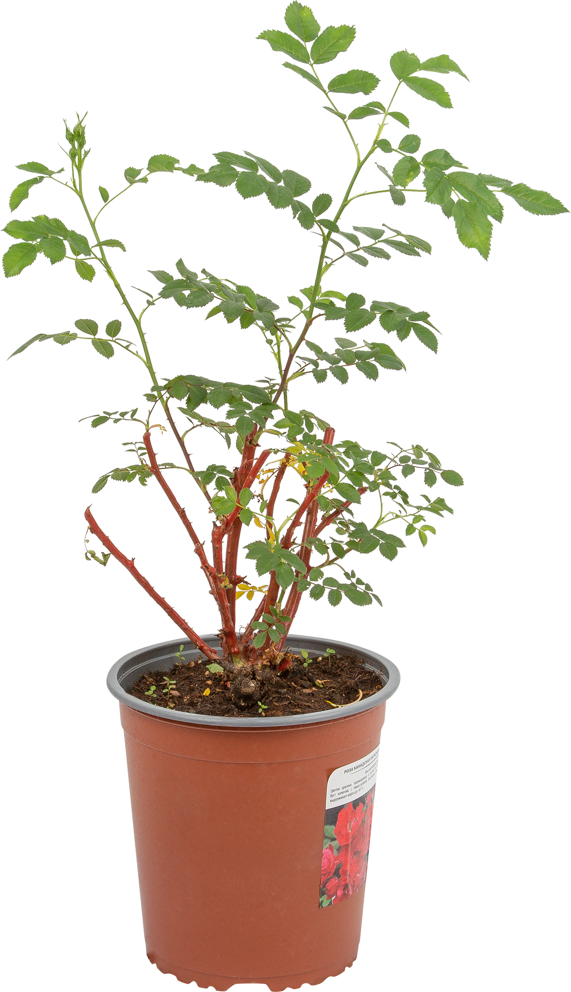 Роза канадская Аделаида Худлес от Santreyd - саженец с красными цветами 18475143 STLM-0010937 - Вид №1