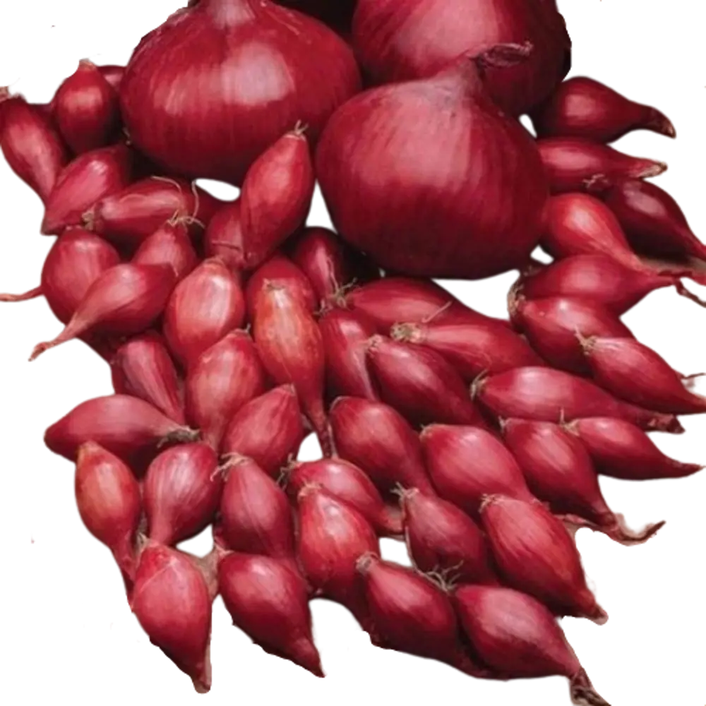 Лук севок Престиж Семена Кармен МС 10/21 0.9 кг 89199228 STLM-2157721 
