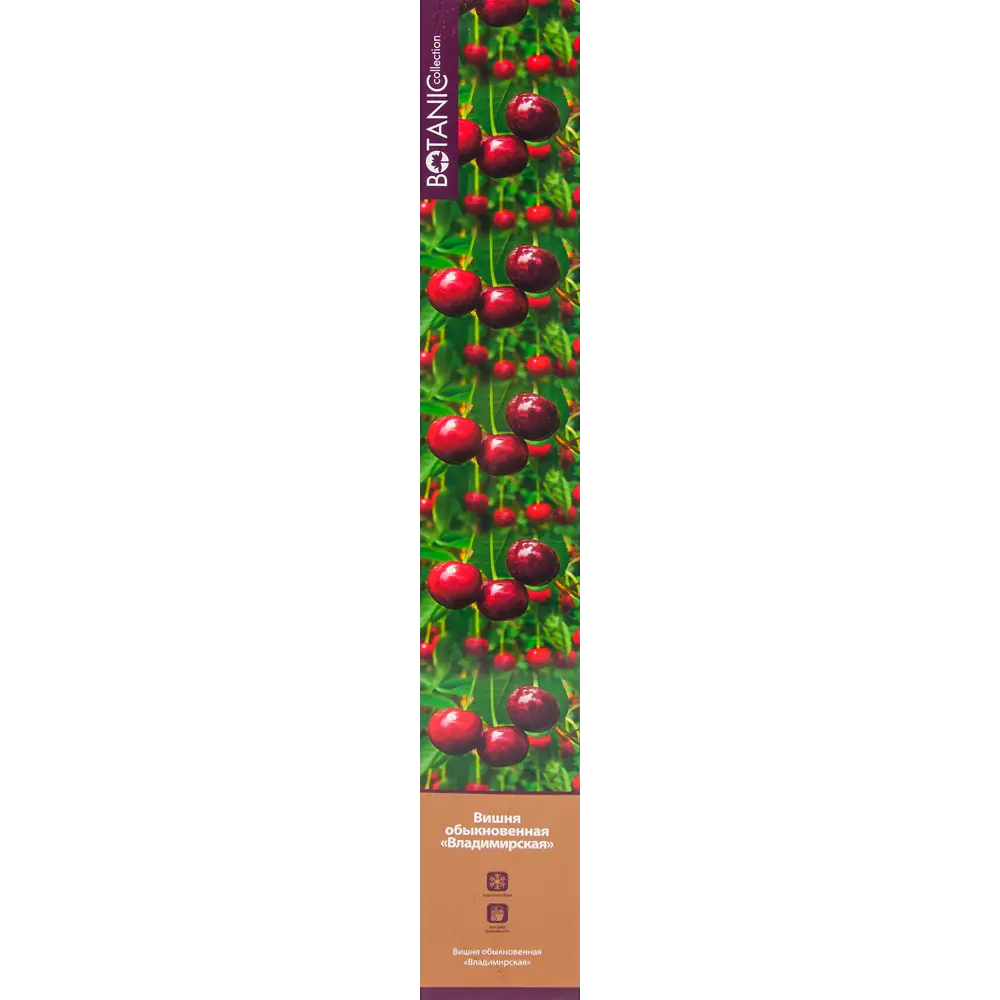 Вишня Владимирская в тубе 82539556 STLM-2108789 BOTANIC COLLECTION 