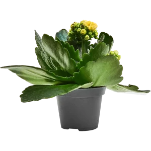 Santreyd Каланхоэ Каландива - цветущий суккулент для интерьера 89354338