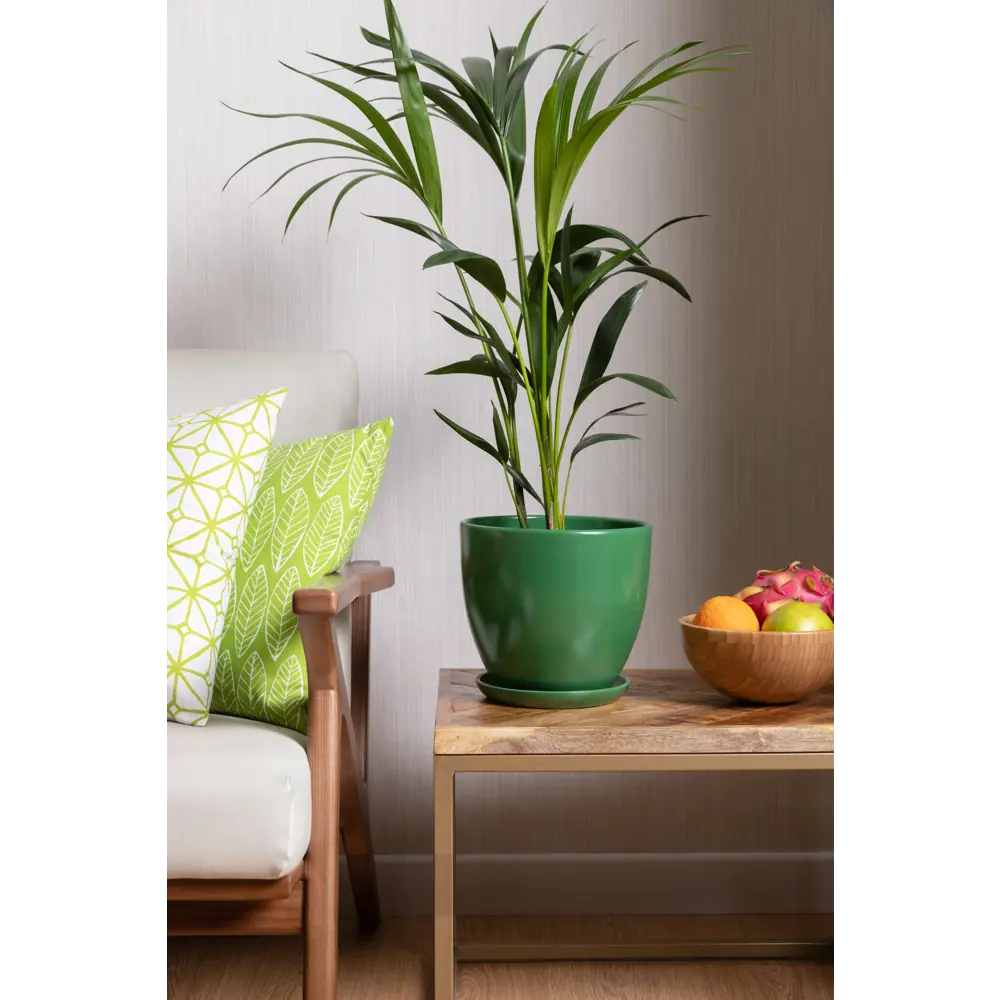 Santreyd Хамедорея Элеганс - комнатная пальма для интерьера 14031107 STLM-0004202 - Вид №2