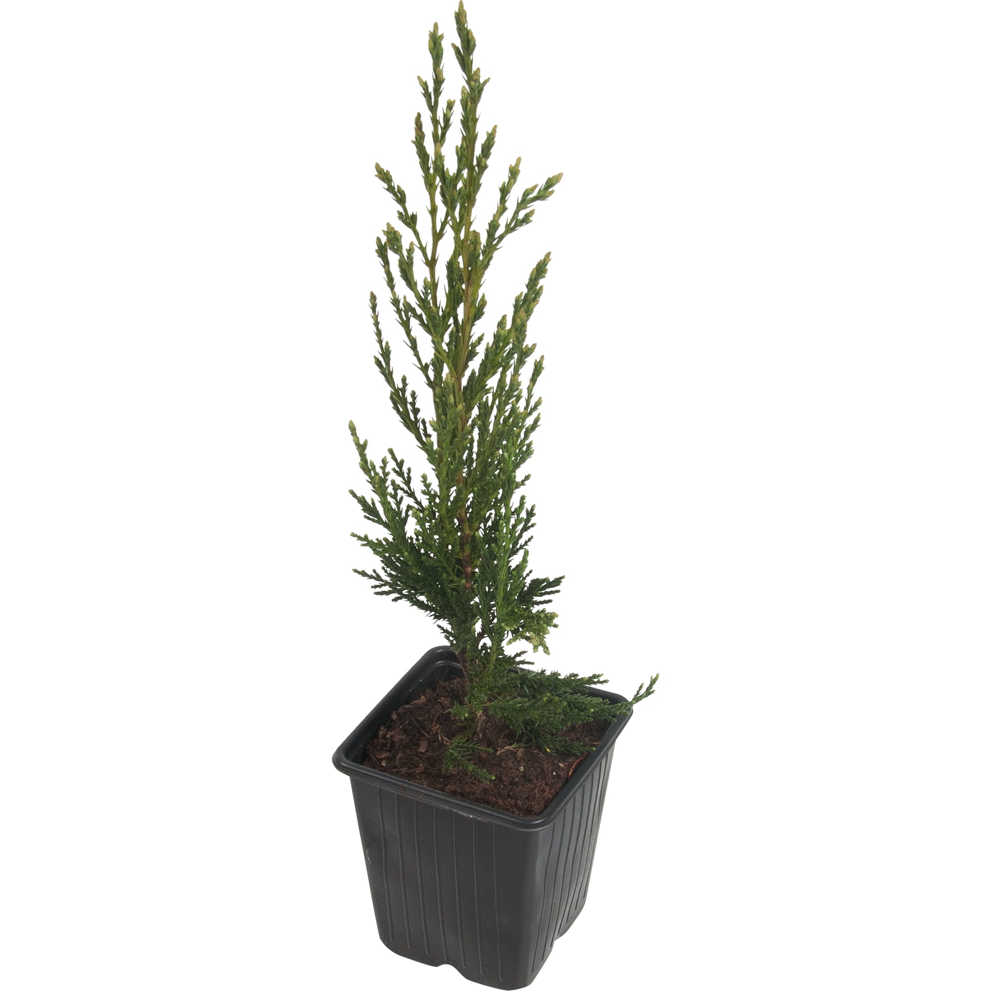 82601656 Можжевельник скальный «Мунглоу» 9x25 см Santreyd 