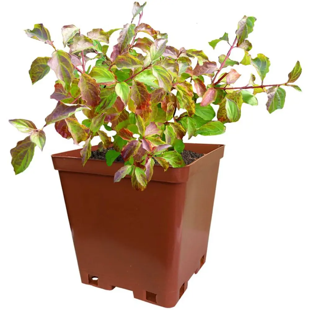 Дерен Винтер Бьюти кроваво-красный ø15 h35 см PLANTMARKET STLM-2074662