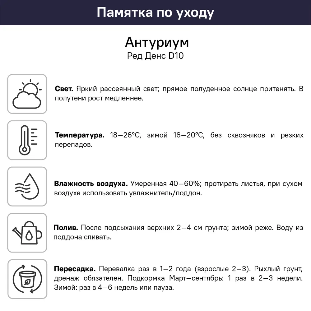 Антуриум Ред Дэнс ø10 h30 см 89447726 STLM-2085711 Santreyd  - Вид №5