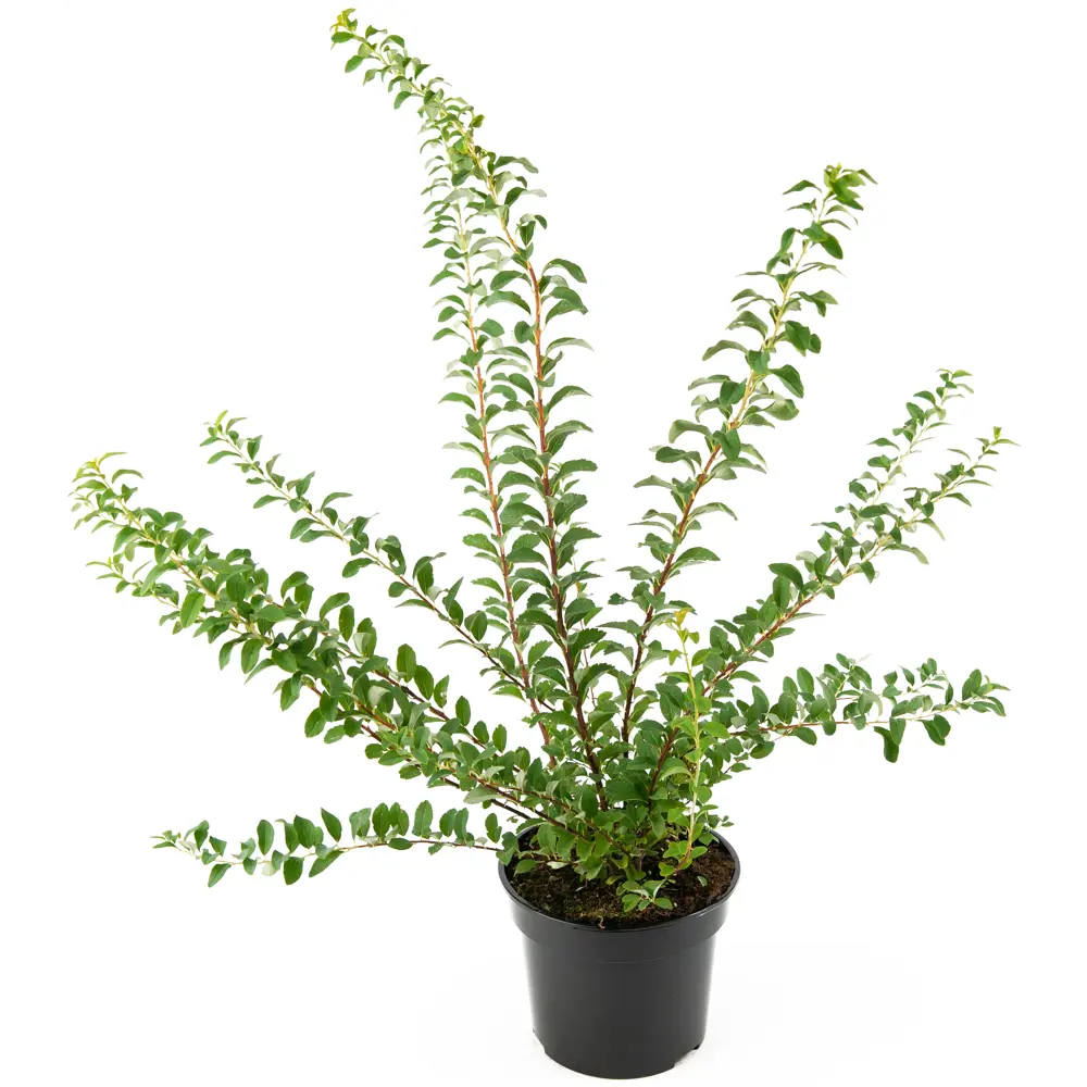 Santreyd Спирея Snowmound - белоснежный фонтан цветов 85292556 STLM-0060897 - Вид №2