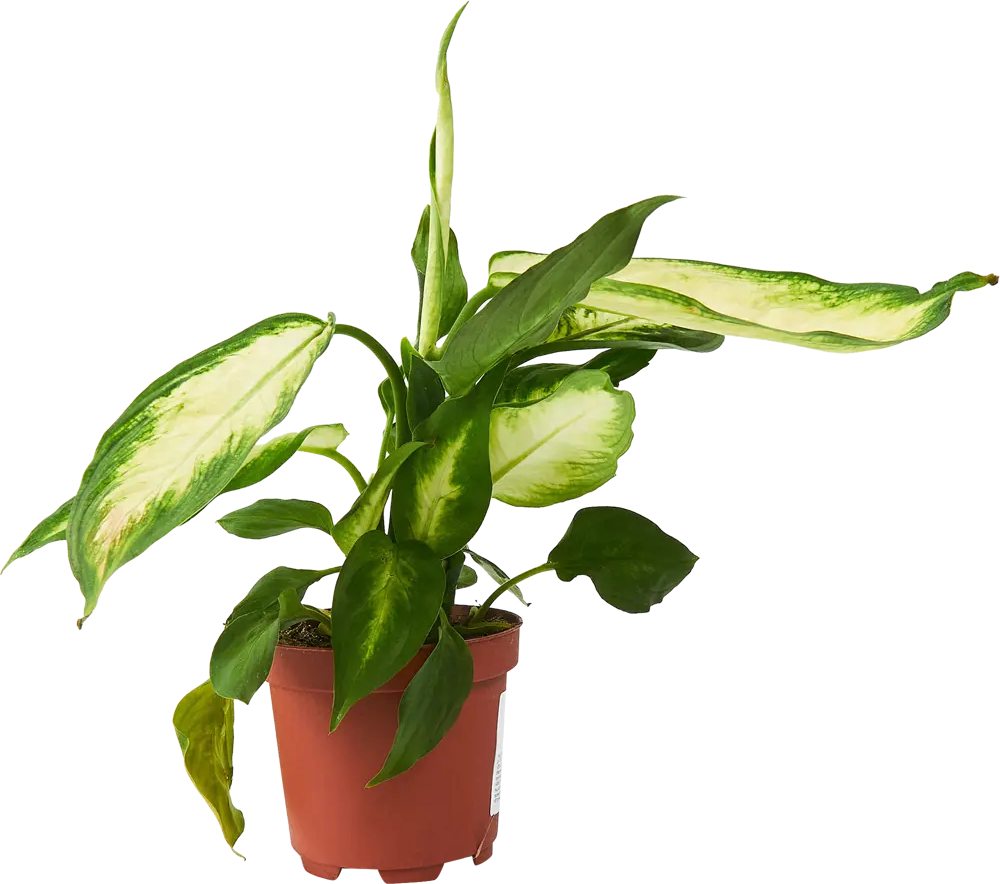 Диффенбахия Камилла от Santreyd — элегантное украшение интерьера 85324966