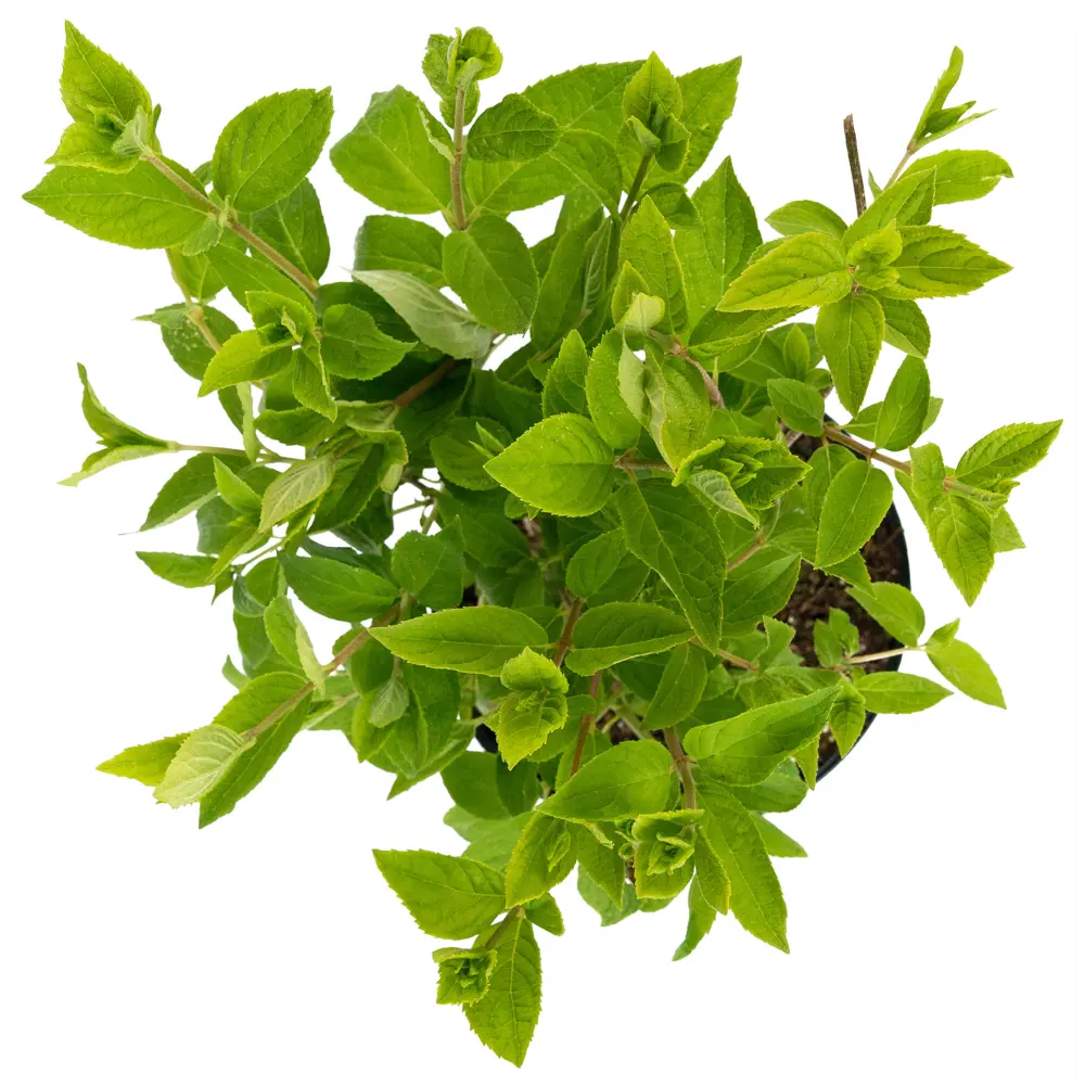 Гортензия метельчатая Grandiflora - пышное цветение для вашего сада 84841595 Santreyd STLM-0966338 - Вид №2