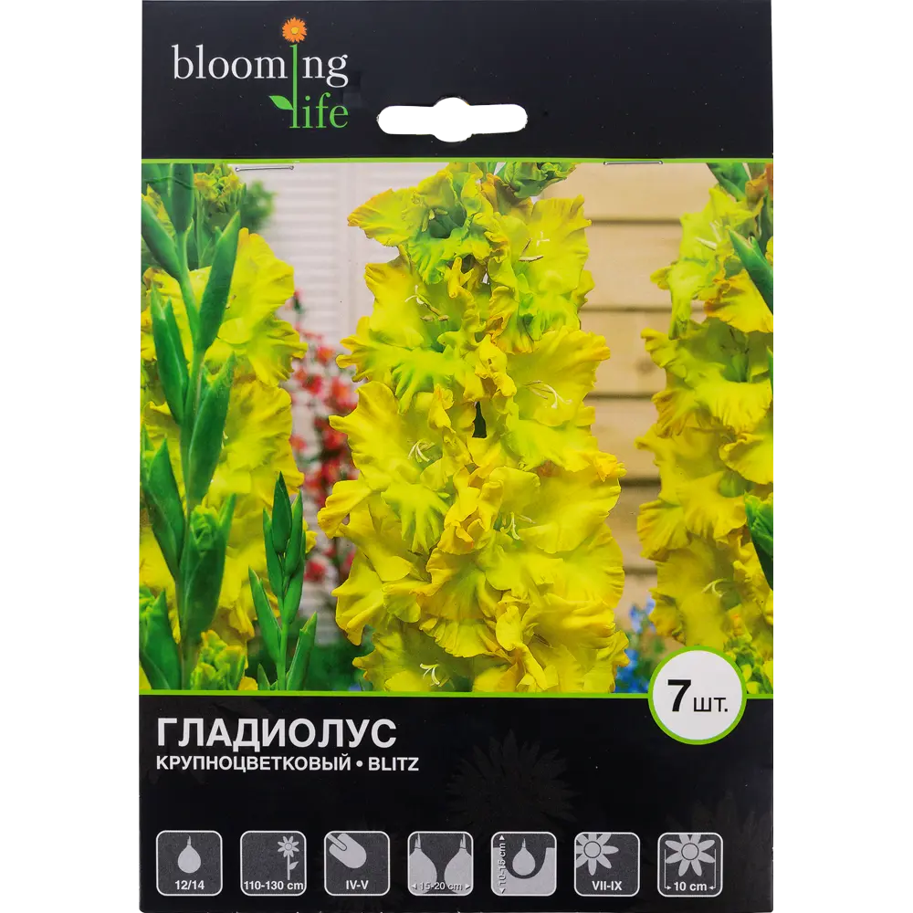Гладиолус крупноцветковый Блиц 12/14, 7 шт 81945902 STLM-2121743 Santreyd 