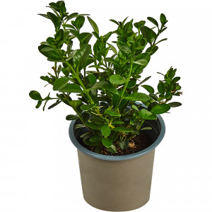 82635552 Буксус (самшит) 9x20 см