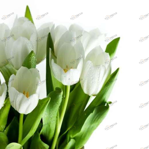 WP02623 Фотообои Verol Фотообои decoline 1х1 м