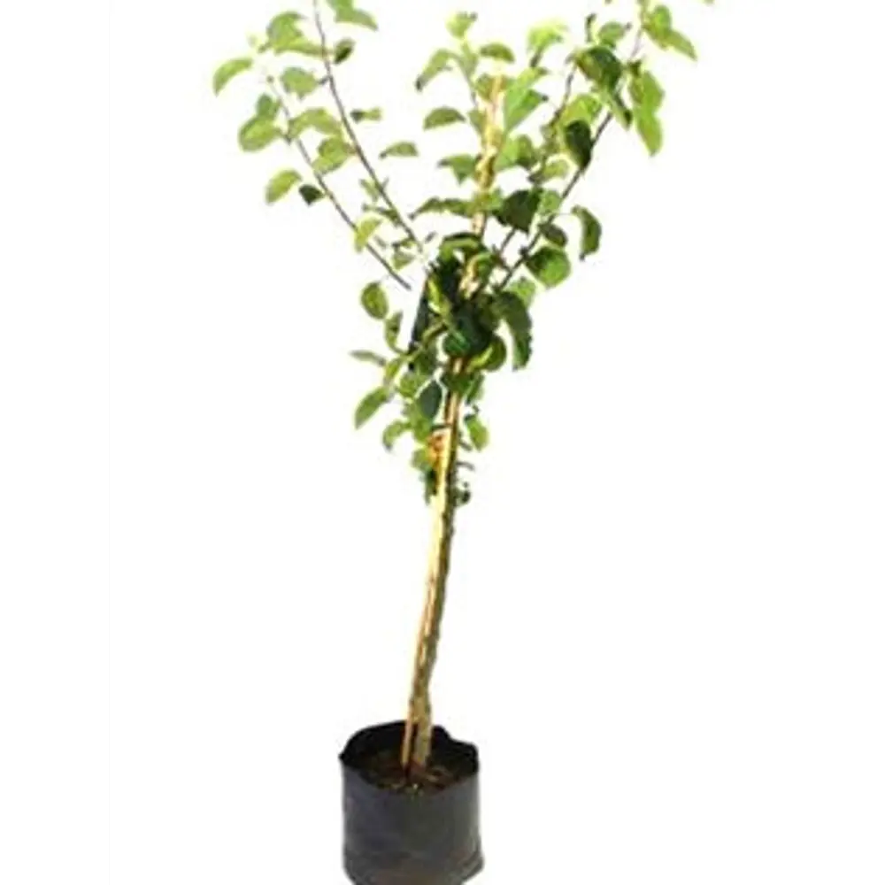 Саженец яблони Найдаред - морозостойкий сорт с красными плодами 89432290 PLANTMARKET STLM-1581416 - Вид №1